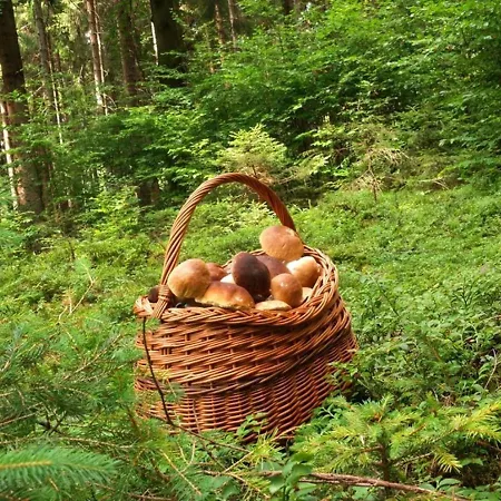 Na Samote U Lesa * Vsetín
