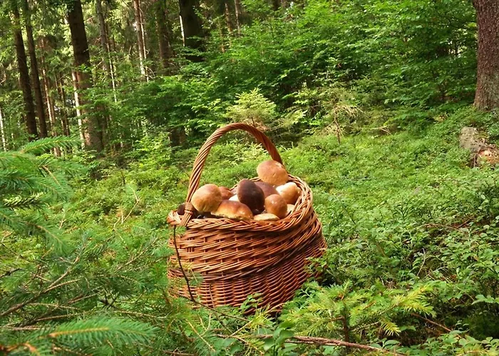 Na Samote U Lesa * Vsetín